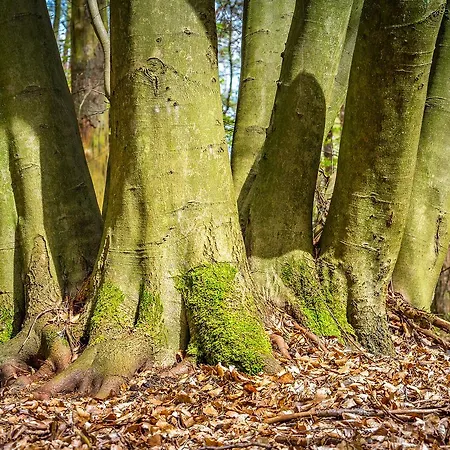 Reetdachhotel - Residenz Am Ostufer Hotell